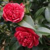 Camellia japonica Volunteer - Exquisite Large Flowered Evergreen in Bud - LARGE Specimen
