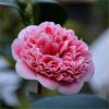 Camellia japonica Volunteer - Exquisite Large Flowered Evergreen in Bud - LARGE Specimen