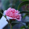 Camellia japonica Volunteer - Exquisite Large Flowered Evergreen in Bud - LARGE Specimen