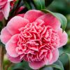 Camellia japonica Volunteer - Exquisite Large Flowered Evergreen in Bud - LARGE Specimen