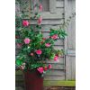 Camellia japonica Volunteer - Exquisite Large Flowered Evergreen in Bud - LARGE Specimen