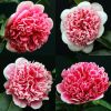 Camellia japonica Volunteer - Exquisite Large Flowered Evergreen in Bud - LARGE Specimen