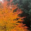 Cercidiphyllum japonicum - Katsura Tree - Toffee Apple Tree - LARGE