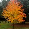 Cercidiphyllum japonicum - Katsura Tree - Toffee Apple Tree - LARGE
