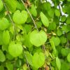 Cercidiphyllum japonicum - Katsura Tree - Toffee Apple Tree - LARGE