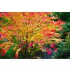 Cercidiphyllum japonicum - Katsura Tree - Toffee Apple Tree - LARGE