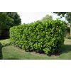 Laurel Hedging - Prunus laurocerasus ETNA Hedging Laurels - circa 100-120cms