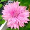 Clematis Multi Pink - Stunning Brand New & Exclusive hardy Climbing Summer Flowering Clematis