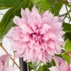 Clematis Multi Pink - Stunning Brand New & Exclusive hardy Climbing Summer Flowering Clematis
