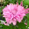 Clematis Multi Pink - Stunning Brand New & Exclusive hardy Climbing Summer Flowering Clematis