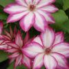 Clematis Picotee - Pink Kissed Summer Flowering Clematis
