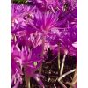 Colchicum 'Water Lily' - Double Flowered Autumn Crocus Bulb