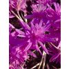 Colchicum 'Water Lily' - Double Flowered Autumn Crocus Bulb