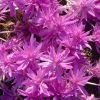 Colchicum 'Water Lily' - Double Flowered Autumn Crocus Bulb