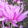Colchicum 'Water Lily' - Double Flowered Autumn Crocus Bulb