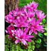 Colchicum 'Water Lily' - Double Flowered Autumn Crocus Bulb