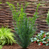taxus bac Taxus baccata main image 1