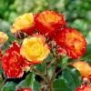 Rose Cuba Dance