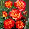 Rose Cuba Dance