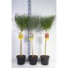 Patio Standard Tree - Cytisus circa 100-120cm - White Lion Broom