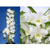 Dendrobium Nobilis - White Towering Nobile Orchid- Premium Quality with Classic White Display Pot