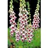 Digitalis purpurea Pam's Choice - Foxglove