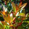 Drimys lanceolata ‘Red Spice’ - Evergreen Tasmania Mountain Pepper