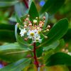 Drimys lanceolata ‘Red Spice’ - Evergreen Tasmania Mountain Pepper