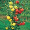 Apple Tree - Duo Tree - Golden Delicious and Gala Apple