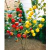 Apple Tree - Duo Tree - Golden Delicious and Gala Apple