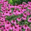 Echinacea purpurea Rubinstern - Purple Cone Flower Plants