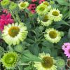 Echinacea Sunseekers 'Apple Green '