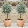 Pair of Beautiful English Lavender Trees - Lavandula angustifolia