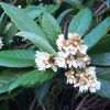 Eriobotrya japonica - Japanese Loquat - LARGE