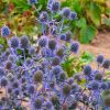 Eryngium planum - Eryingium - Blue Sea Holly