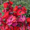 Erysimum Winter Passion - Perennial Wallflower