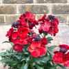 Erysimum Winter Passion - Perennial Wallflower