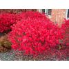Euonymous Alatus - Burning Bush Euonymus - LARGE SPECIMEN