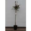 Euonymous alatus TREE - Burning Bush Spindle Tree Euonymus - Extra Large 140-180cms Tree