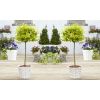Pair of Euonymus Emerald & Gold - Golden Evergreen Standard Topiary Trees - with White Baskets