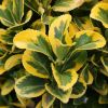 Patio Euonymus japonicus Marieke - Ovatus Aureus