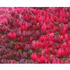 Euonymous alatus TREE - Burning Bush Spindle Tree Euonymus - Extra Large 140-180cms Tree