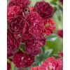 Rose Red the Fairy - Fairy King Floribunda Ground cover Rose