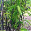 Fargesia murieliae 'Winter Black' - Large Black Stem Umbrella Bamboo circa  100-120cms tall