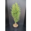 Rhamnus frangula alnus 'Fine Line' - Buckhorn