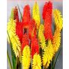 Kniphofia Flamenco - Red Hot Poker