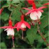 Fuchsia Lady Thumb  - Hardy Fuchsia
