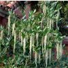 Garrya elliptica James Roof - Silk-tassel Bush - LARGE Plant