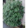 Garrya elliptica James Roof - Silk-tassel Bush - LARGE Plant