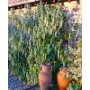 Garrya elliptica James Roof - Silk-tassel Bush - LARGE Plant